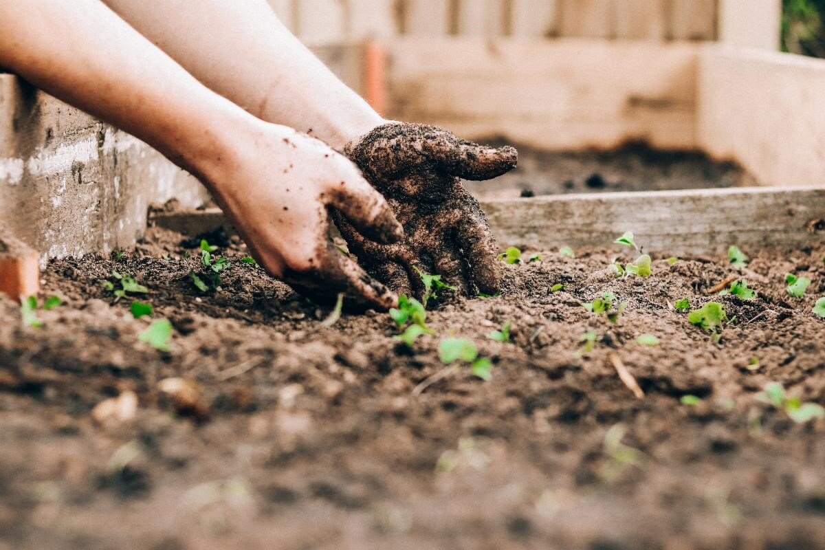 Person digging with their hands in a flower bed